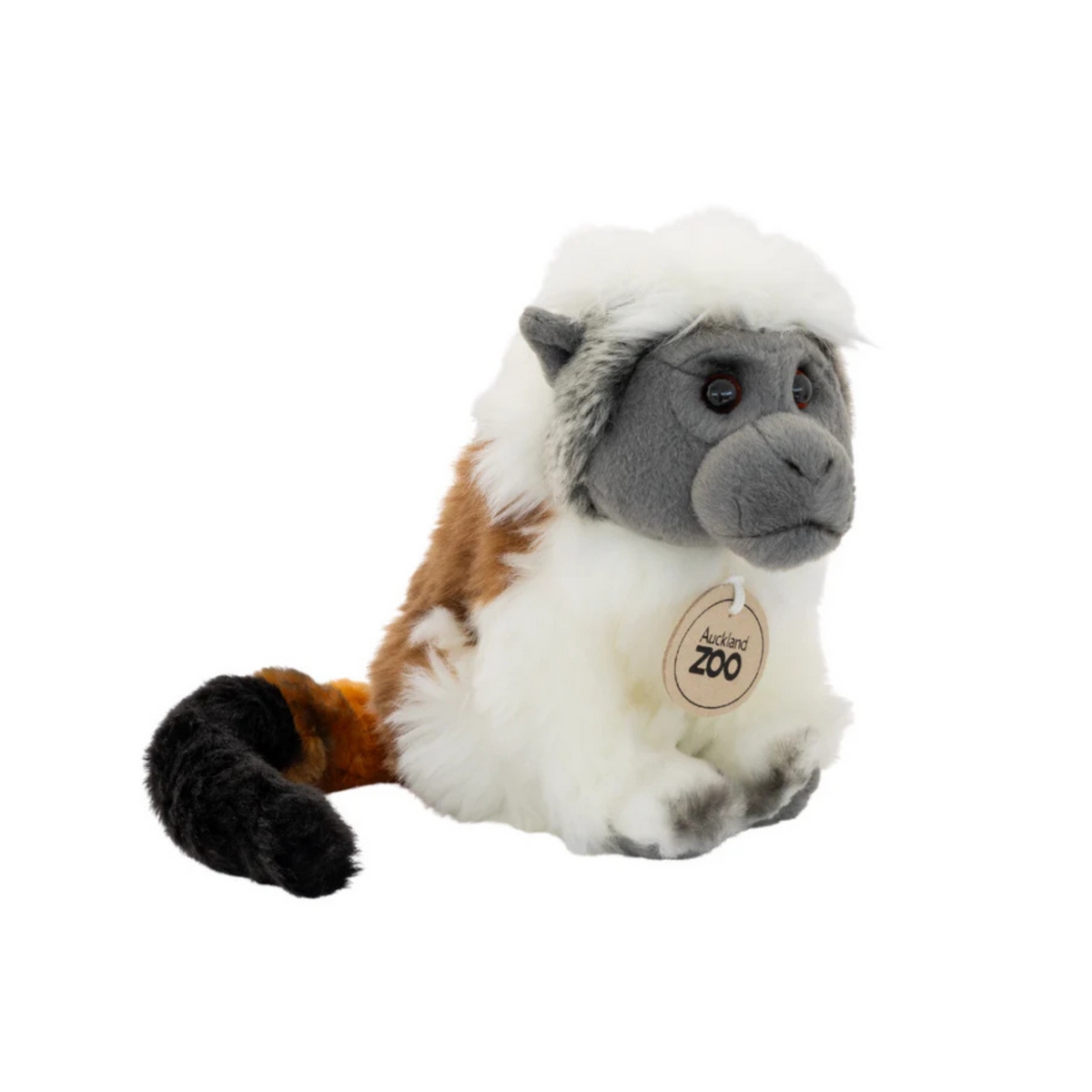 Auckland Zoo Cotton Tamarin