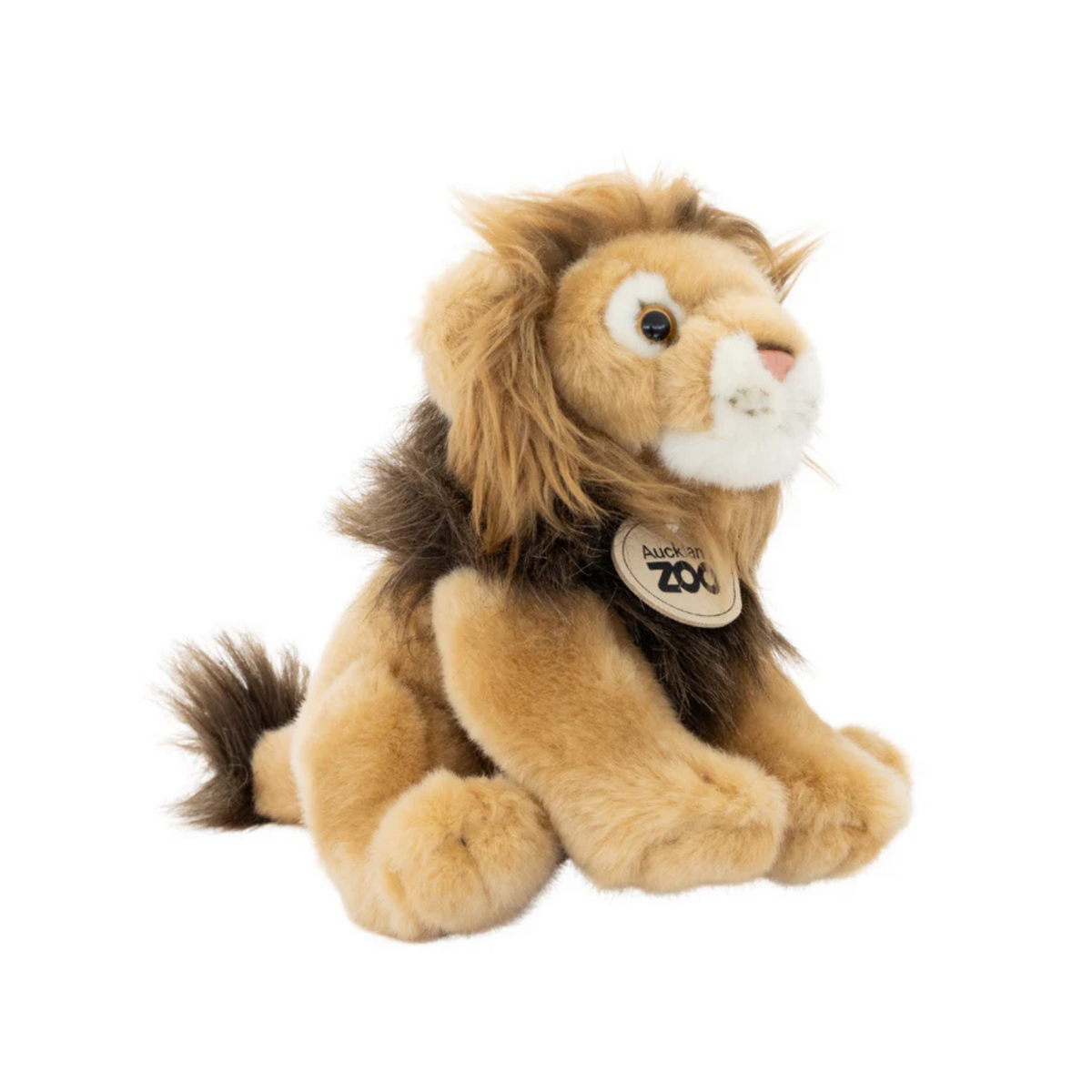 Auckland Zoo Lion